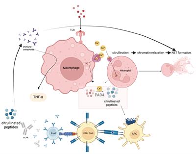 How underappreciated autoinflammatory (innate immunity) mechanisms dominate disparate autoimmune disorders